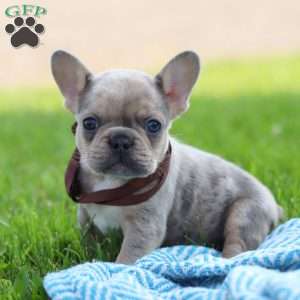 Ike, French Bulldog Puppy